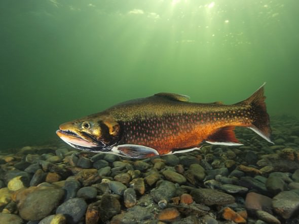 Spawning Sparctic Char
