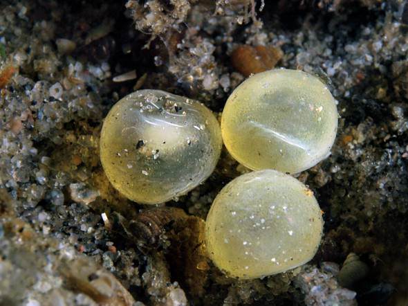 Sparctic Char eggs