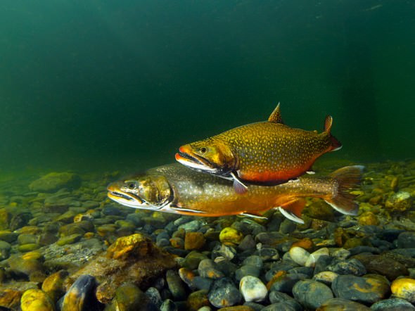 Spawning Sparctic Char