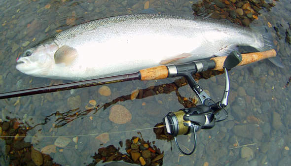 Lamiglas X8MS and Steelhead