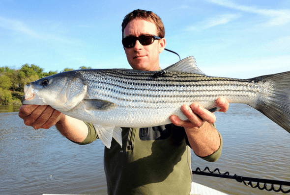 Striper