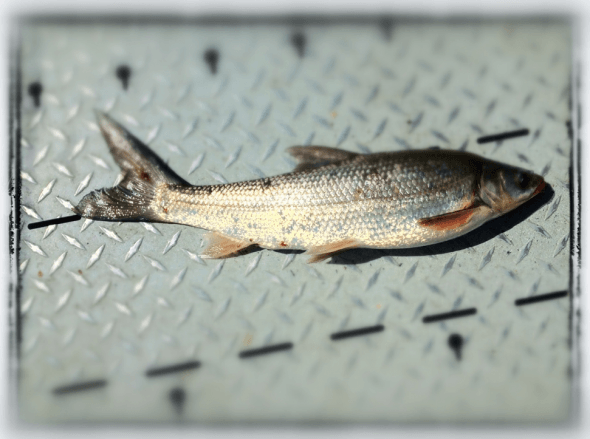 Sacramento Splittail
