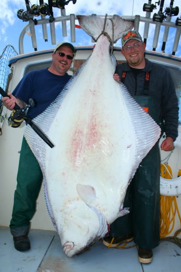 380 pound halibut