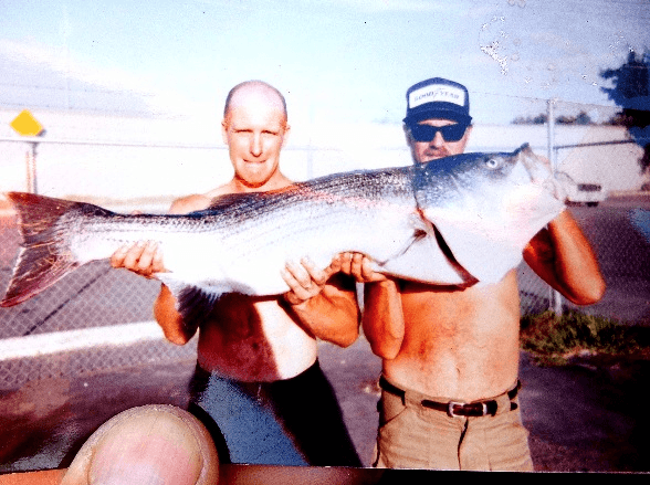 California State Record Striped bass?