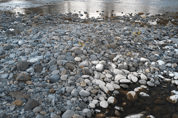 Dry Salmon Nests