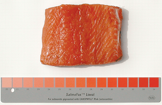 Color Added Salmon: The "SalmoFan" color guide…read the fine print about the pigment additive!