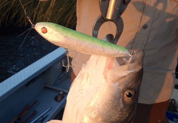 Striper and Squirrel