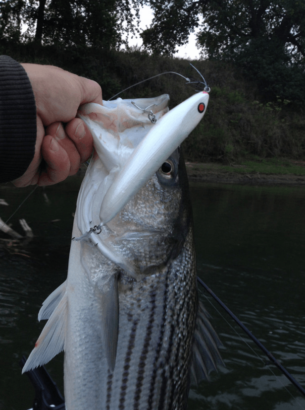 As it turns out, river bass like 'em too!