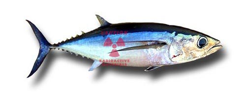 tuna